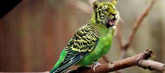 Image result for bilder