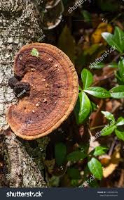 Attēlu rezultāti vaicājumam “Inonotus obliquus”