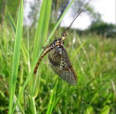 Attēlu rezultāti vaicājumam “Ephemera vulgata”