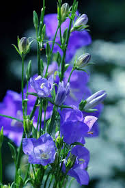 Image result for Campanula affinis