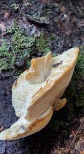 Attēlu rezultāti vaicājumam “Climacocystis borealis”