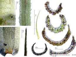 Attēlu rezultāti vaicājumam “Paraleucobryum longifolium”