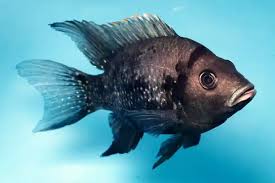 Attēlu rezultāti vaicājumam “Petractis sp.”