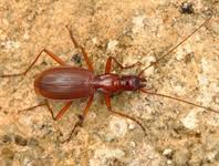 Attēlu rezultāti vaicājumam “Panonychus”