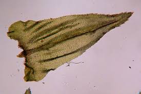 Attēlu rezultāti vaicājumam “Climacium dendroides sporophyte”