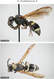 Attēlu rezultāti vaicājumam “Ancistrocerus sp. male”