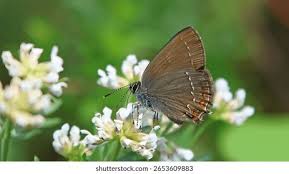 Attēlu rezultāti vaicājumam “Satyrium ilicis”