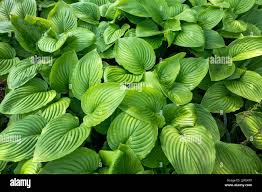 Image result for Hosta White Feather