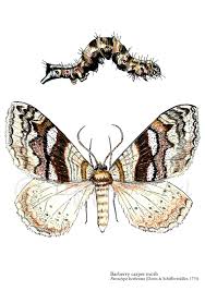 Attēlu rezultāti vaicājumam “Pareulype berberata”