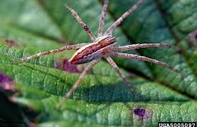 Image result for spider