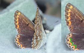 Attēlu rezultāti vaicājumam “Aricia artaxerxes  female”