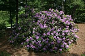 Attēlu rezultāti vaicājumam “Rhododendron catawbiense”