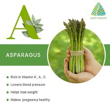 Attēlu rezultāti vaicājumam “Asparagus officinalis leaf”