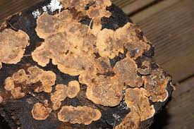 Attēlu rezultāti vaicājumam “Stereum rugosum”