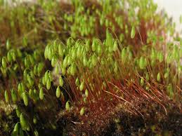 Attēlu rezultāti vaicājumam “Pohlia nutans”