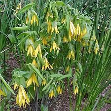 Attēlu rezultāti vaicājumam “Uvularia grandiflora”
