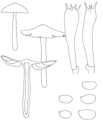 Attēlu rezultāti vaicājumam “Hygrocybe acutoconica”