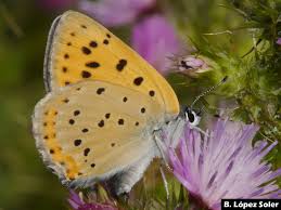 Attēlu rezultāti vaicājumam “Lycaena alciphron female”