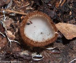 Attēlu rezultāti vaicājumam “Humaria hemisphaerica”