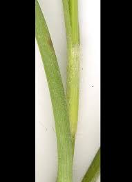 Attēlu rezultāti vaicājumam “Carex hirta female flower”
