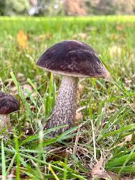 Attēlu rezultāti vaicājumam “Leccinum melaneum”