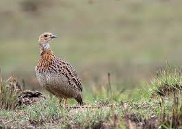 Attēlu rezultāti vaicājumam “Sclerophora farinacea”