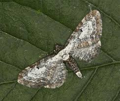 Attēlu rezultāti vaicājumam “Eupithecia succenturiata”