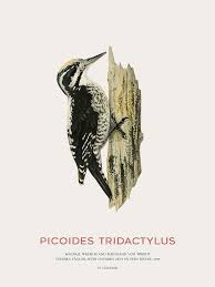 Attēlu rezultāti vaicājumam “Picoides tridactylus”