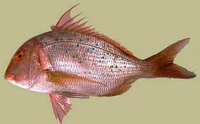 Image result for Pagrus