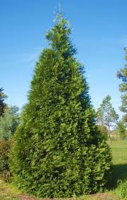 Attēlu rezultāti vaicājumam “Thuja plicata”