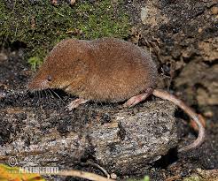 Attēlu rezultāti vaicājumam “Sorex araneus”