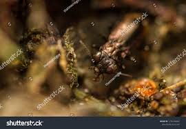 Attēlu rezultāti vaicājumam “Notiophilus palustris”