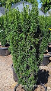 Attēlu rezultāti vaicājumam “Taxus baccata”