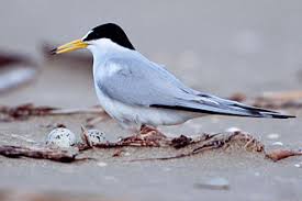 Attēlu rezultāti vaicājumam “Sterna”