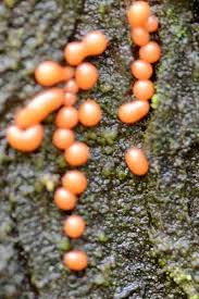 Attēlu rezultāti vaicājumam “Trichia varia”