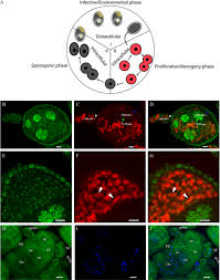 Attēlu rezultāti vaicājumam “Enteridium variabile plasmodium”