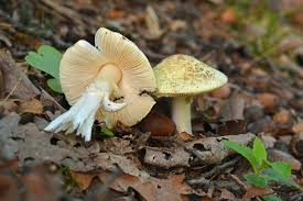 Attēlu rezultāti vaicājumam “Amanita citrina”