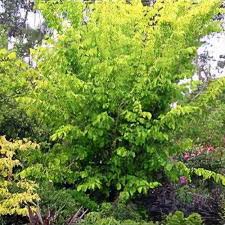 Attēlu rezultāti vaicājumam “Ulmus x hollandica leaf”