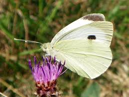 Attēlu rezultāti vaicājumam “Pieris brassicae female”