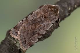 Attēlu rezultāti vaicājumam “Cerastis rubricosa”