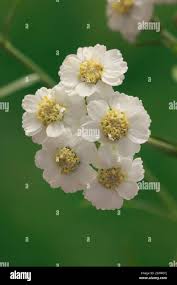 Attēlu rezultāti vaicājumam “Oenanthe aquatica flower”