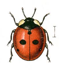Attēlu rezultāti vaicājumam “Coccinella quinquepunctata”