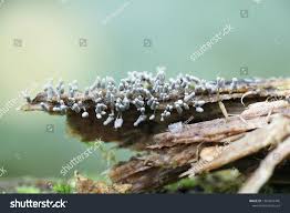 Attēlu rezultāti vaicājumam “Arcyria cinerea”