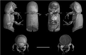 Attēlu rezultāti vaicājumam “Scolytidae”
