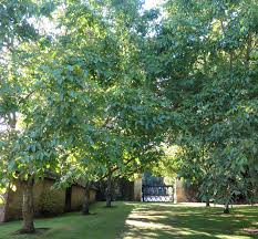 Attēlu rezultāti vaicājumam “Juglans regia”