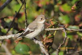 Attēlu rezultāti vaicājumam “Ficedula hypoleuca female”