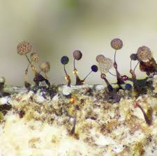 Attēlu rezultāti vaicājumam “Clastoderma debaryanum spores”