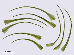 Attēlu rezultāti vaicājumam “Dicranella heteromalla”