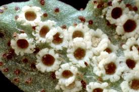 Attēlu rezultāti vaicājumam “Tranzschelia pruni-spinosae spores”