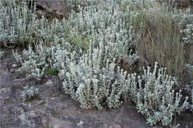 Image result for Helichrysum lindleyii